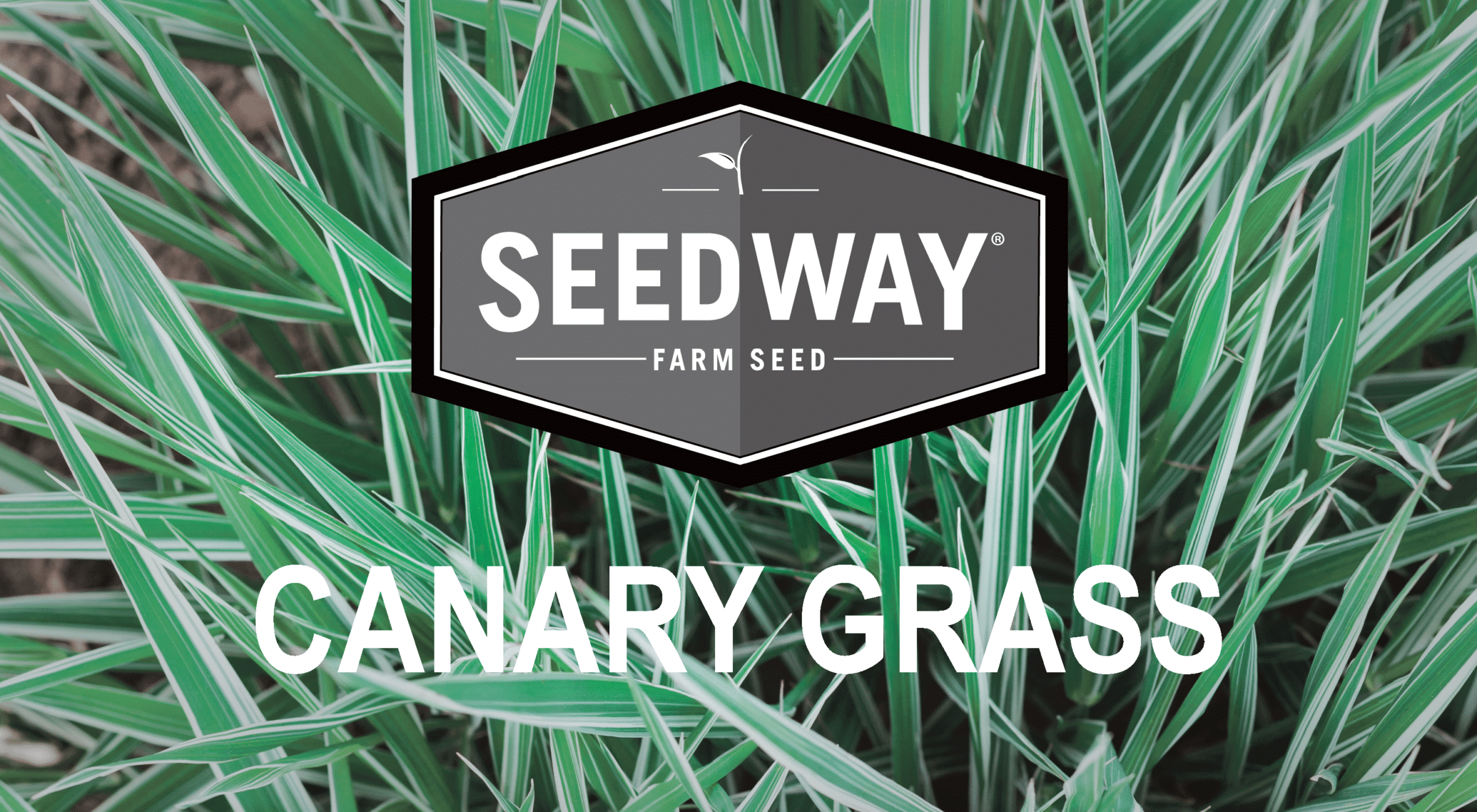 RIVAL/BELLEVUE Canarygrass