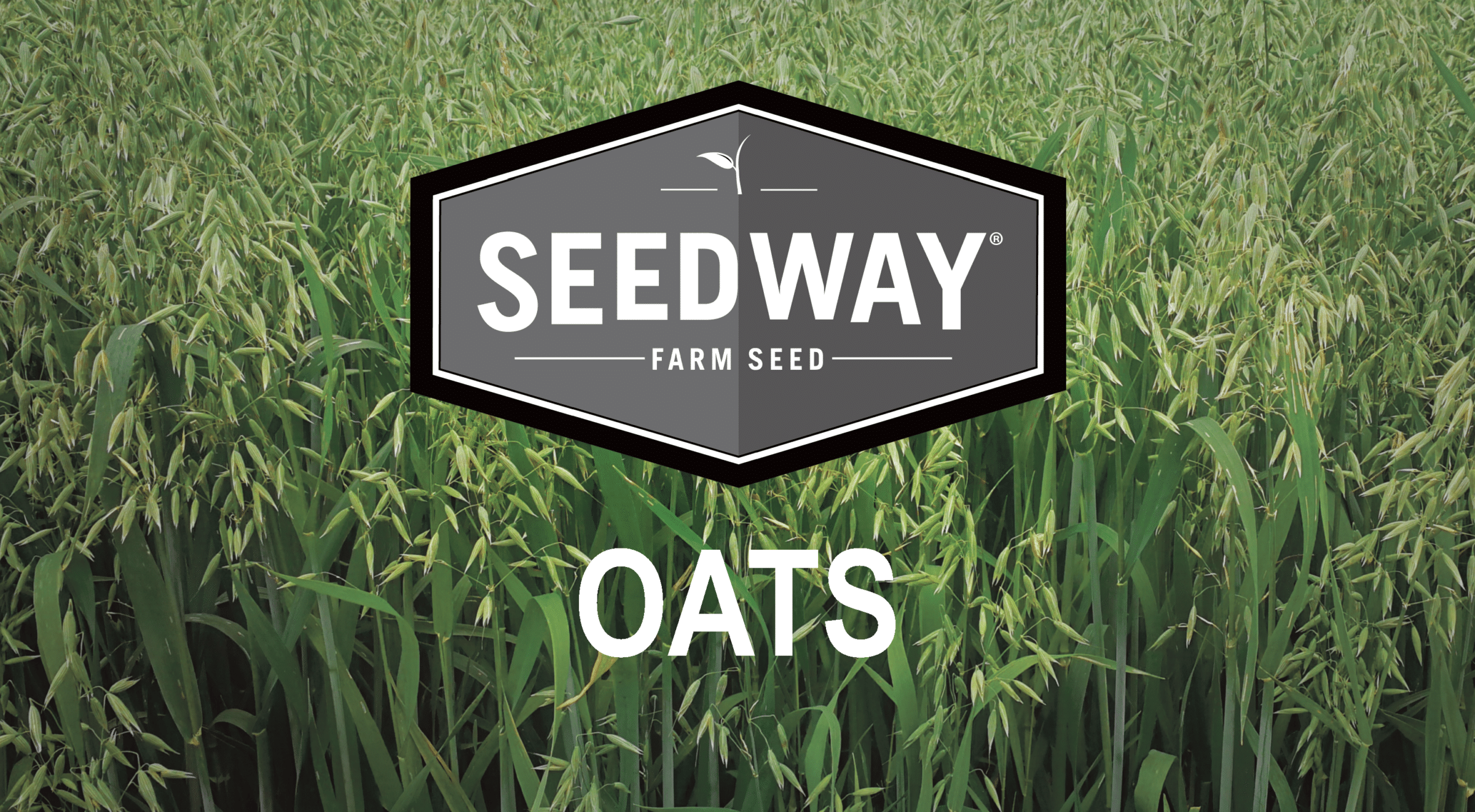 Steuben Spring Oat
