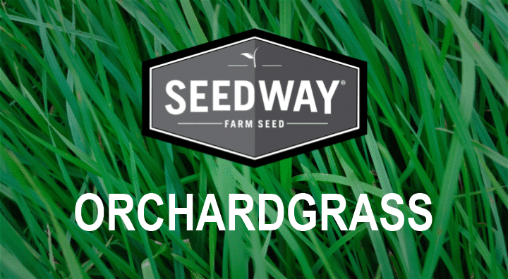 BOUNTY II Orchardgrass
