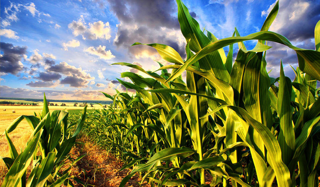 Corn fields and blue sky
