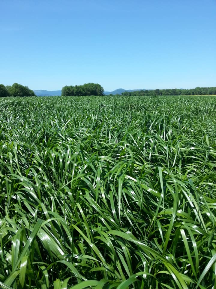 TETRAPRIME Italian Ryegrass - Image 2