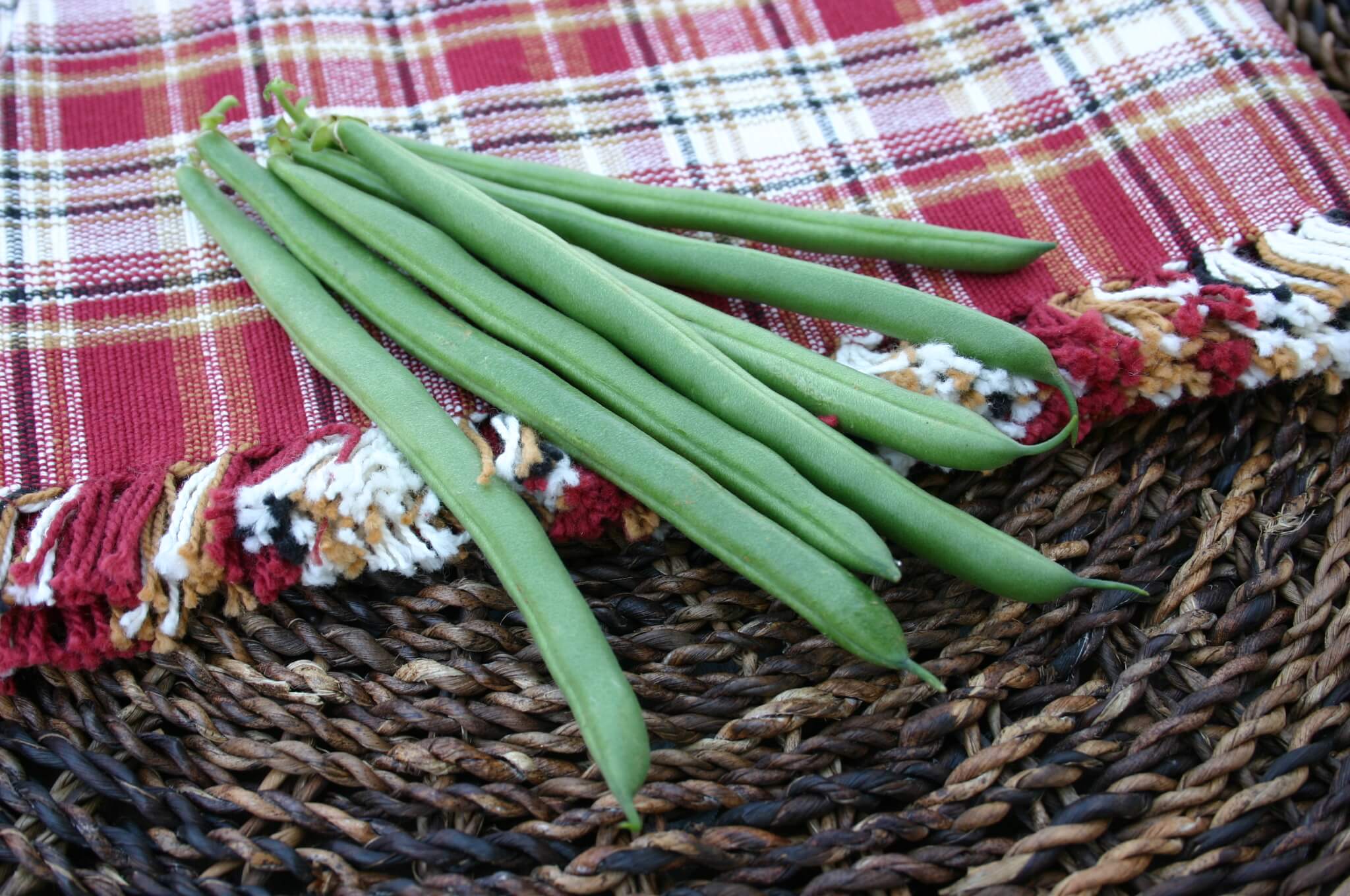 BA0958 Green Pod Bush Bean (Cruiser Treated Seed)