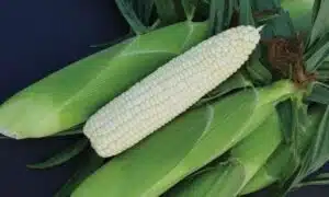 378A Xtra-Tender™ Sweet Corn (Cruiser Treated)
