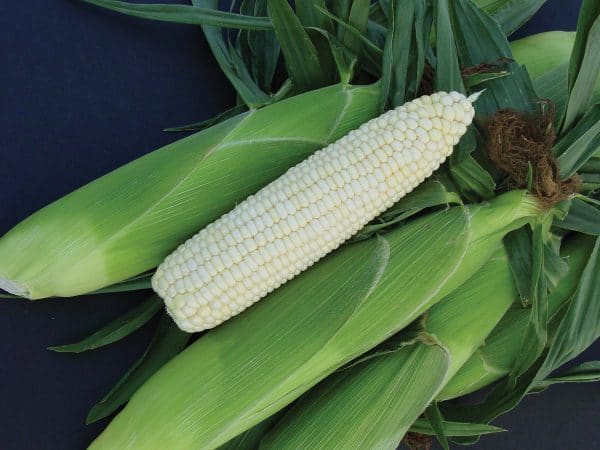 378A Xtra-Tender™ Sweet Corn (Cruiser Treated)
