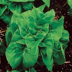 Deer Tongue Red (Organic)