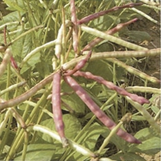 Top Pick Brown Crowder Cowpea (Not Treated)