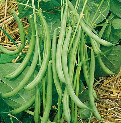 Contender Green Pod Bush Bean (Treated)