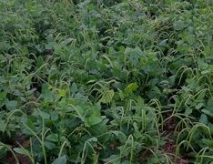 Texas Cream 8 Cowpea (Treated Seed)
