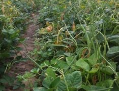 Texas Cream 40 Cowpea (Treated Seed)