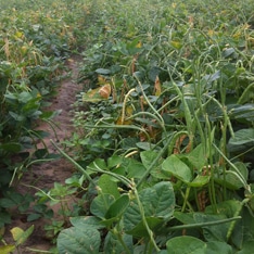 Texas Cream 40 Cowpea (Treated Seed)