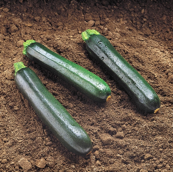 Raven Zucchini (Not treated Seed)