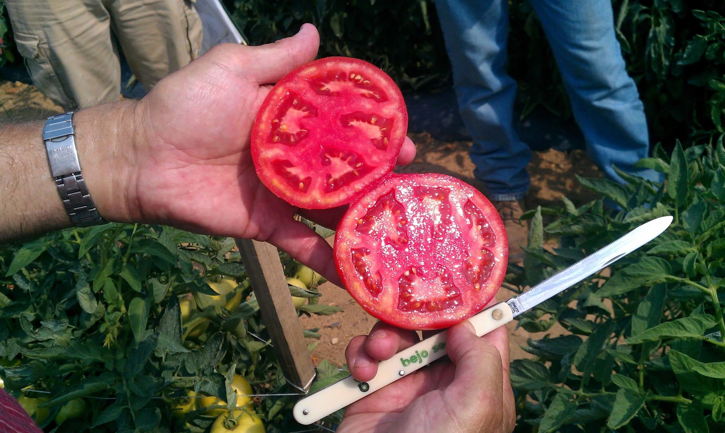 SV7101TD Tomato (Pelleted)
