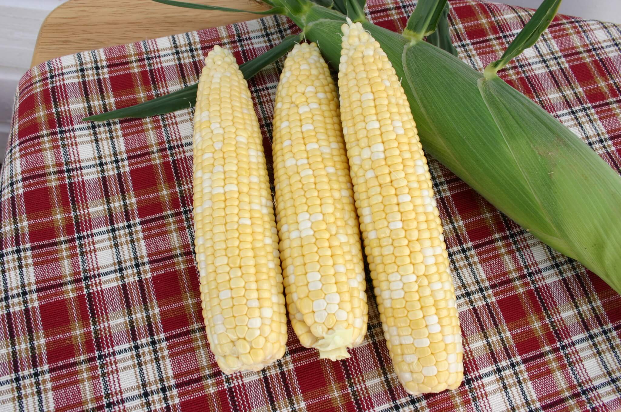 7143 Sweet Corn (Cruiser Treated) - Image 2