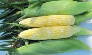 7143 Sweet Corn (Cruiser Treated)