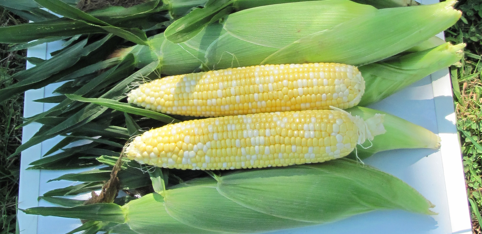 7143 Sweet Corn (Cruiser Treated)