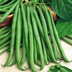 Topcrop Green Pod Bush Bean (Treated Seed)