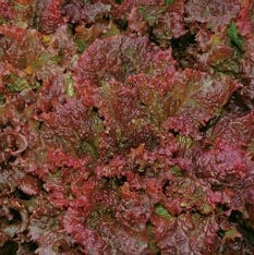 Ruby Lettuce (Not treated Seed)