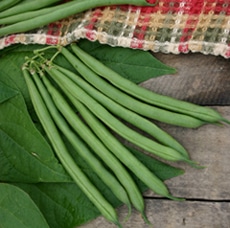 Blue Lake 274 Green Pod Bush Bean (Treated Seed)