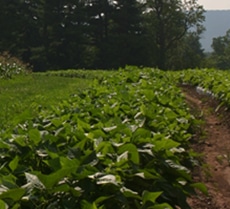 Long Tendergreen Green Pod Bush Bean (Not Treated)