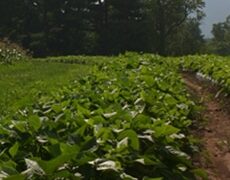 Long Tendergreen (Treated Seed)