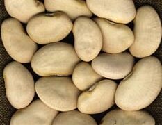 King Of The Garden Lima Bean (Not Treated)