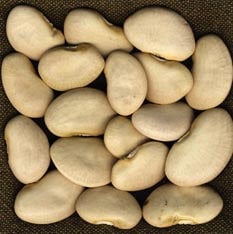 King Of The Garden Lima Bean (Not Treated)