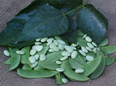 Henderson Lima Bean (Treated)