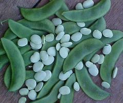 Fordhook 242 Lima Bean (Treated Seed)
