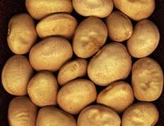Fava Horticultural Bean (Treated Seed)