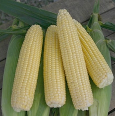 Iochief Sweet Corn (Treated Seed)