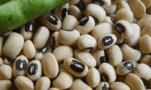 California Blackeye #5 Cowpea (Not Treated)