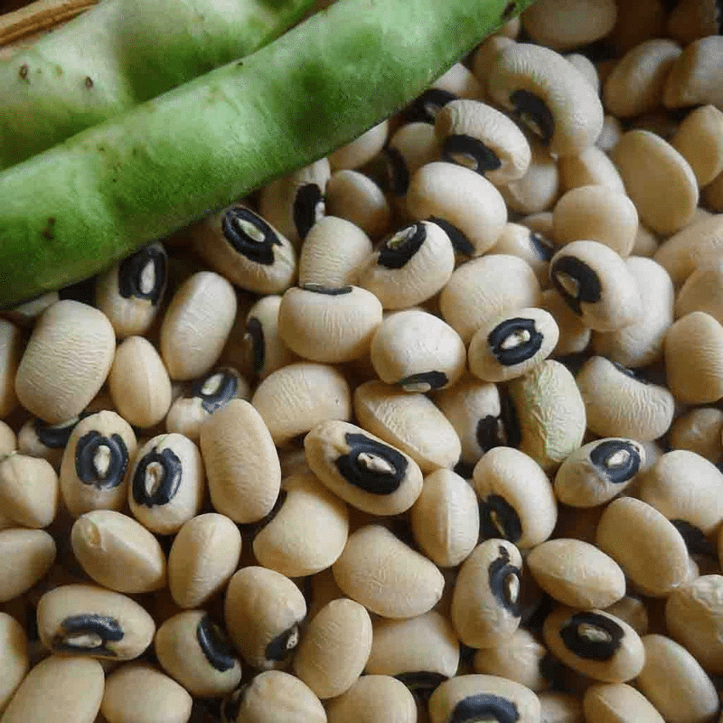 California Blackeye #5 Cowpea (Not Treated)