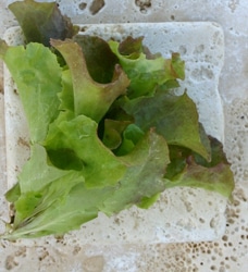 Prizehead (Treated Seed)