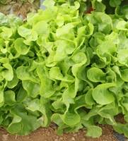 Oakleaf Lettuce (Not Treated)