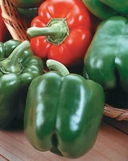 King Arthur Bell Pepper (Treated Seed)