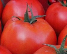 Burpee Big Boy Tomato (Treated Seed)