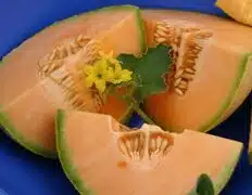 Burpee Hybrid Cantaloupe (Treated Seed)