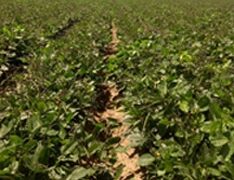 Quickpick Cowpea (Treated Seed)