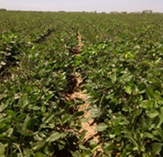 Quickpick Cowpea (Treated Seed)
