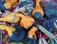 Autumn Wings Small Gourd (Farmore Treated)