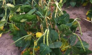 Elite Cowpea (Treated Seed)