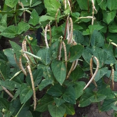 Dixie Lee Cowpea (Treated Seed)