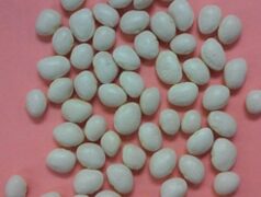 White Dixie Butterpea Lima Bean (Treated Seed)