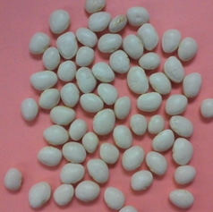 White Dixie Butterpea Lima Bean (Treated Seed)