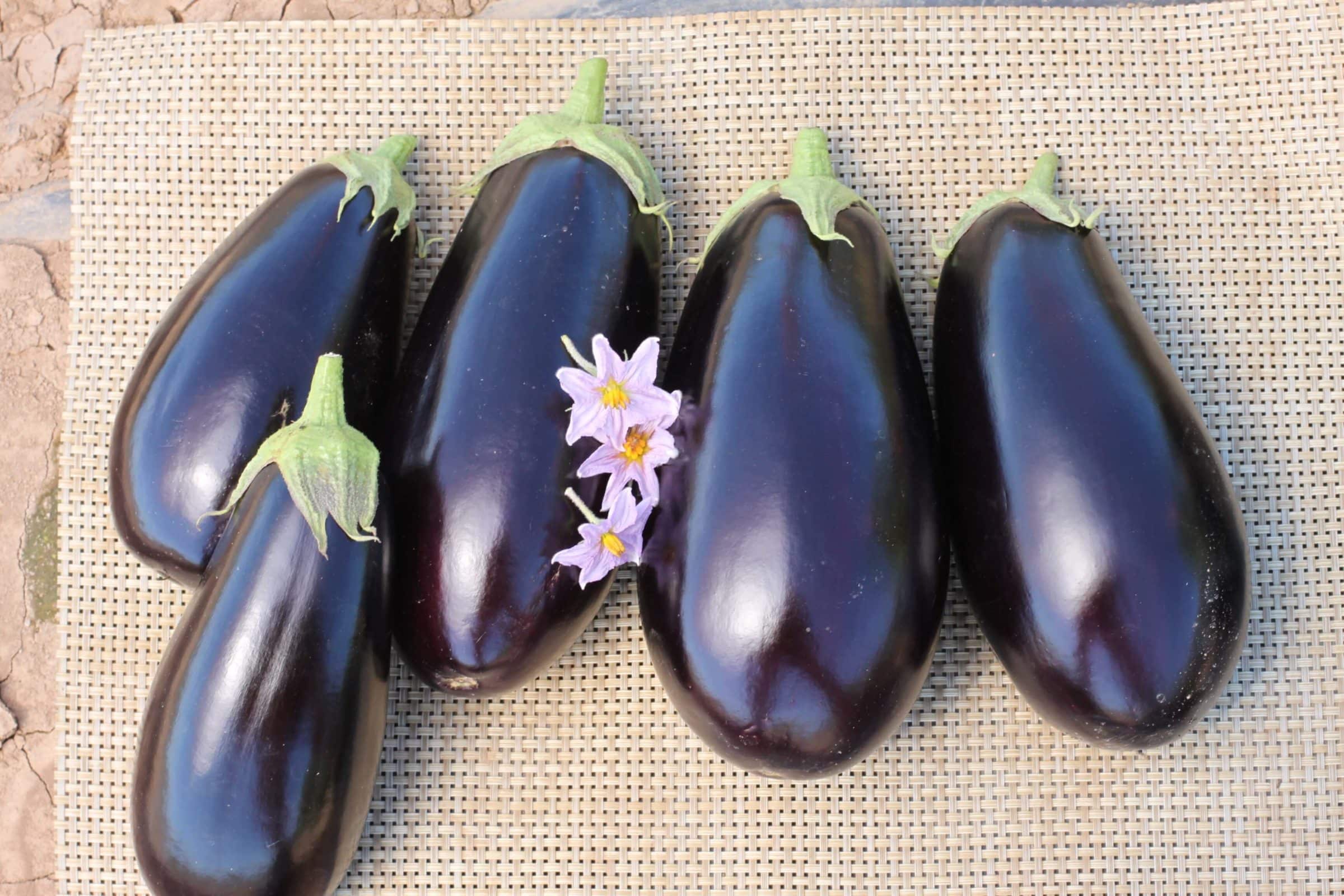 A-1014 Eggplant (Not Treated)