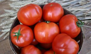 Amelia Tomato (Pelleted)