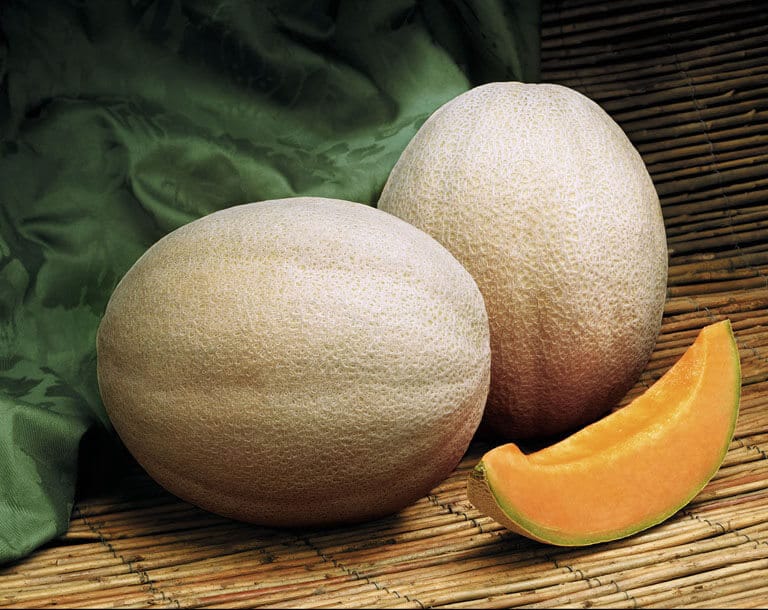 Aphrodite Cantaloupe (Treated Seed)