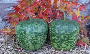 Apple Speckled Gourd (Treated Seed)