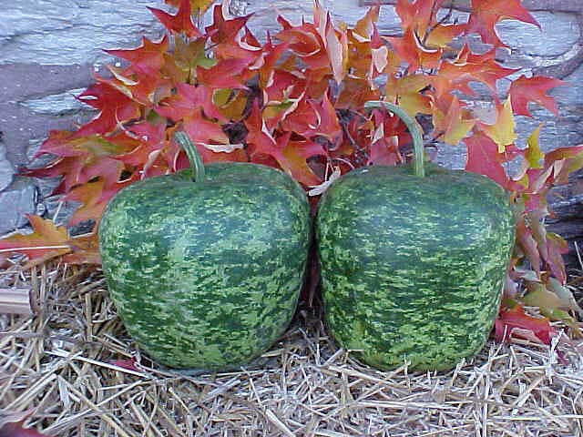 Apple Speckled Gourd (Treated Seed)
