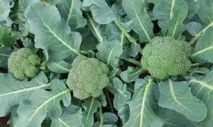 Asteroid Broccoli (Not Treated)